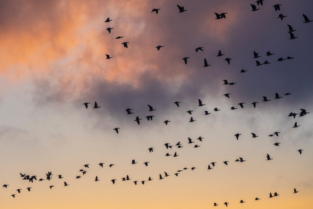 Foto de muchas aves volando en el cielo durante el atardecer.