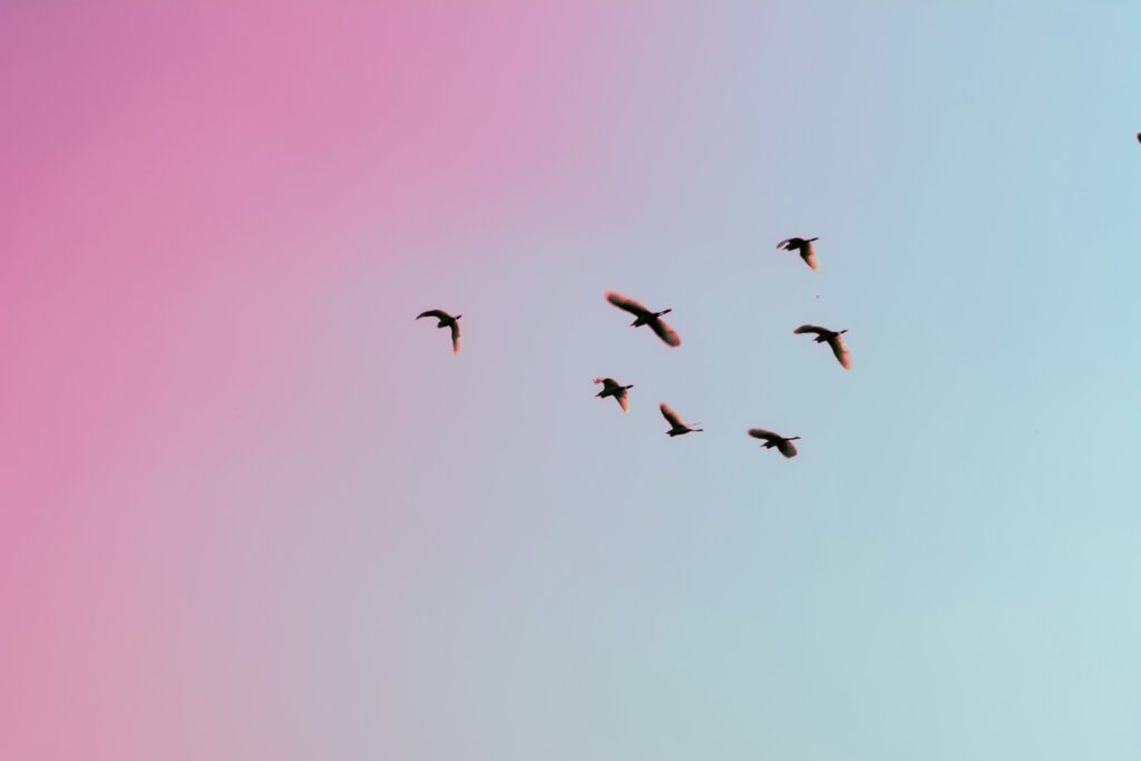 Foto de aves volando en bandada en el centro, en un fondo que pasa de rosado en la izquierda hacia celeste en la derecha.