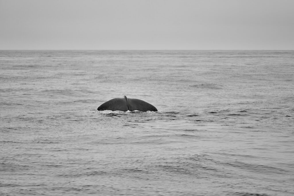 Foto de una ballena sumergiéndose en el océano. Solo se ve su cola.